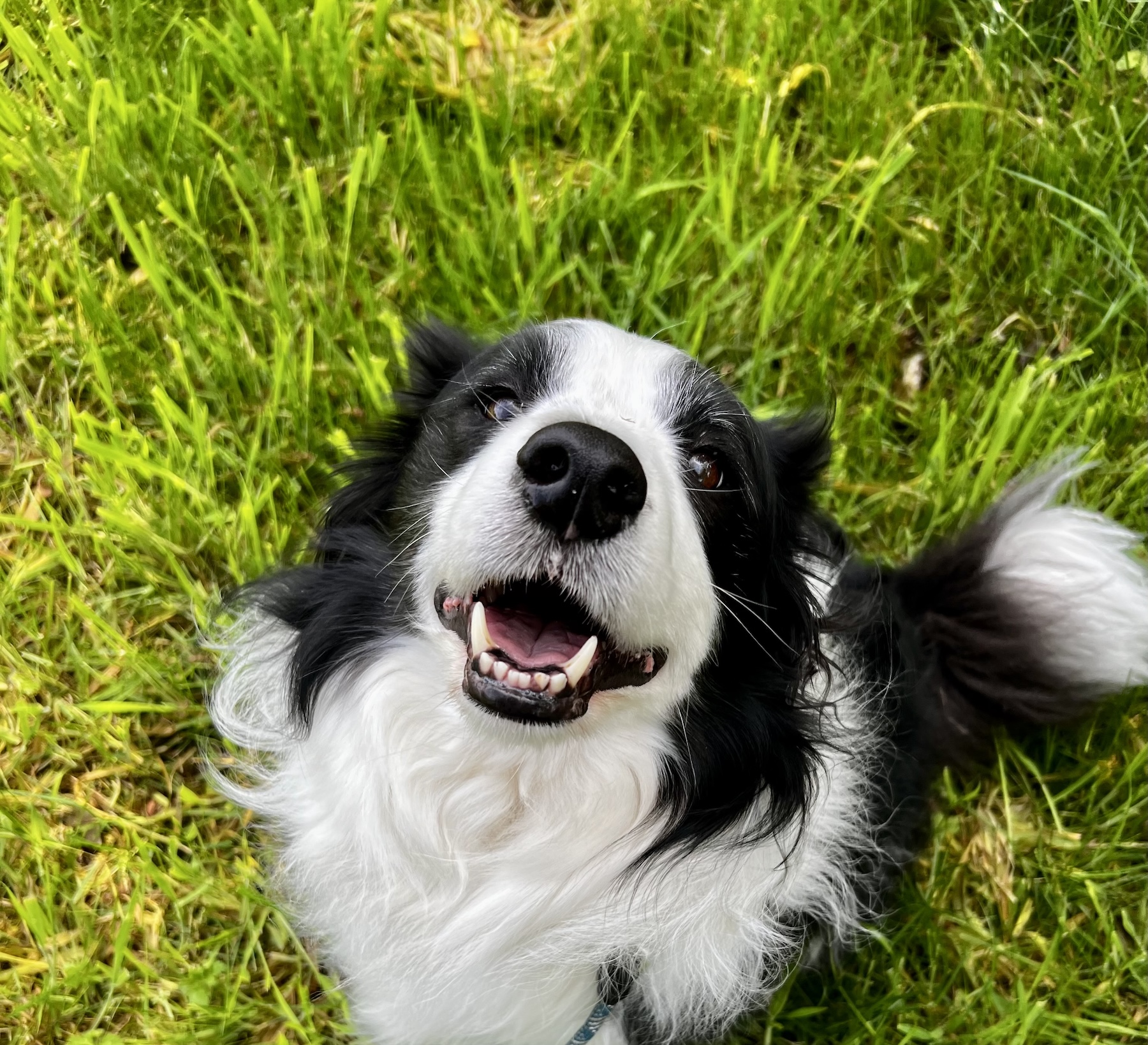contact go barkers dog field and dog walking