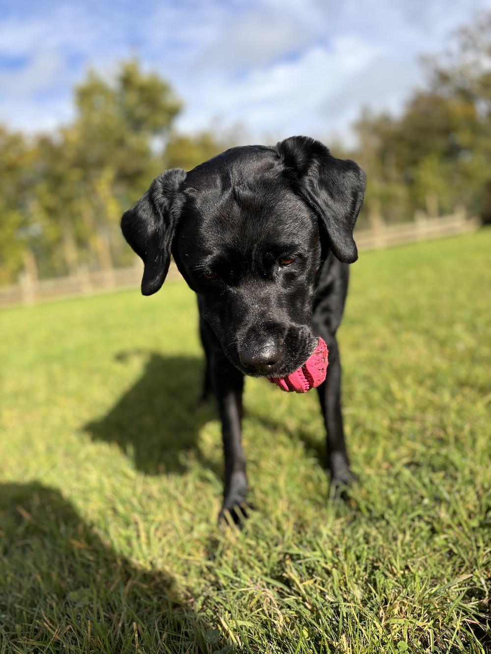 dog walking in the countryside
