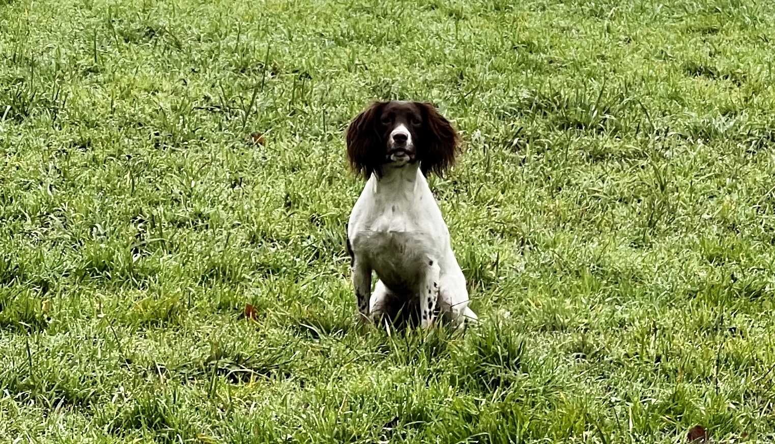 dog field