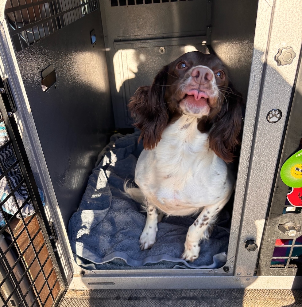 professional dog walking